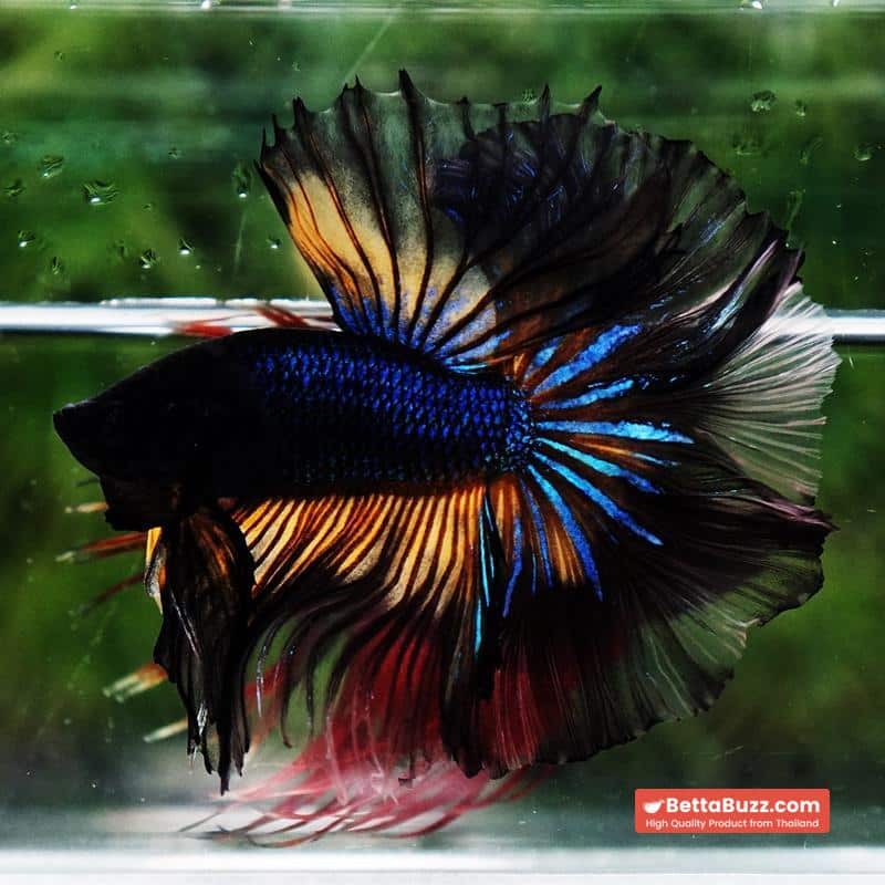 Betta fish Black Pumpkin Mustard Gas Sky Hawk OHM - Image 2