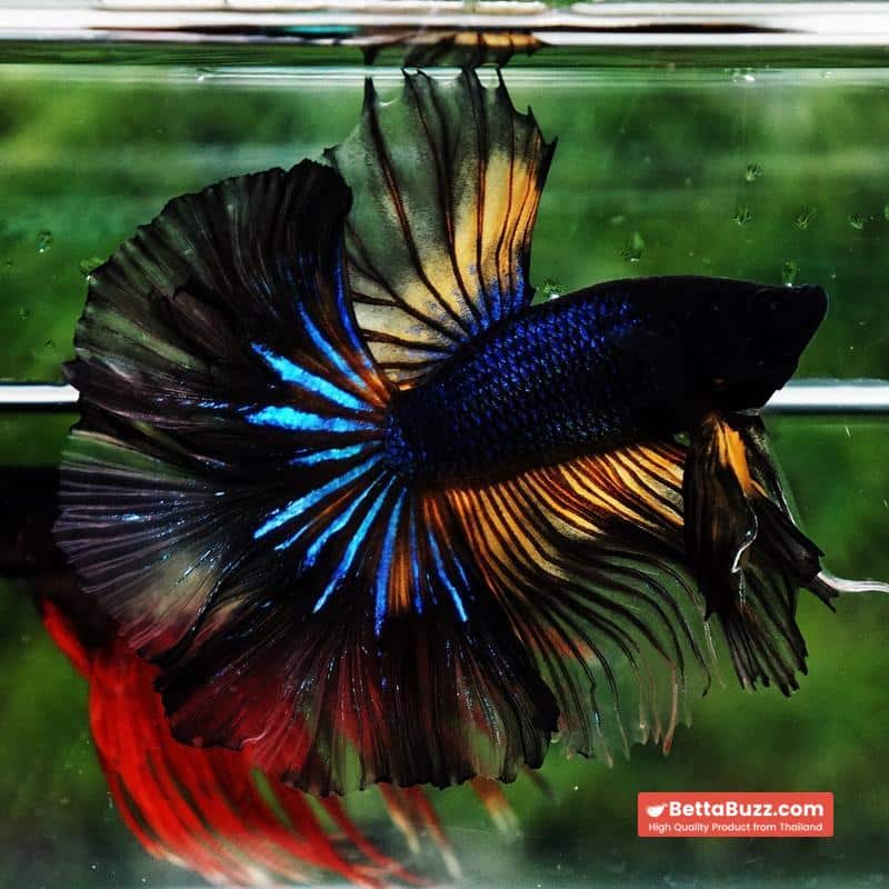 Betta fish Black Pumpkin Mustard Gas Sky Hawk OHM - Image 3
