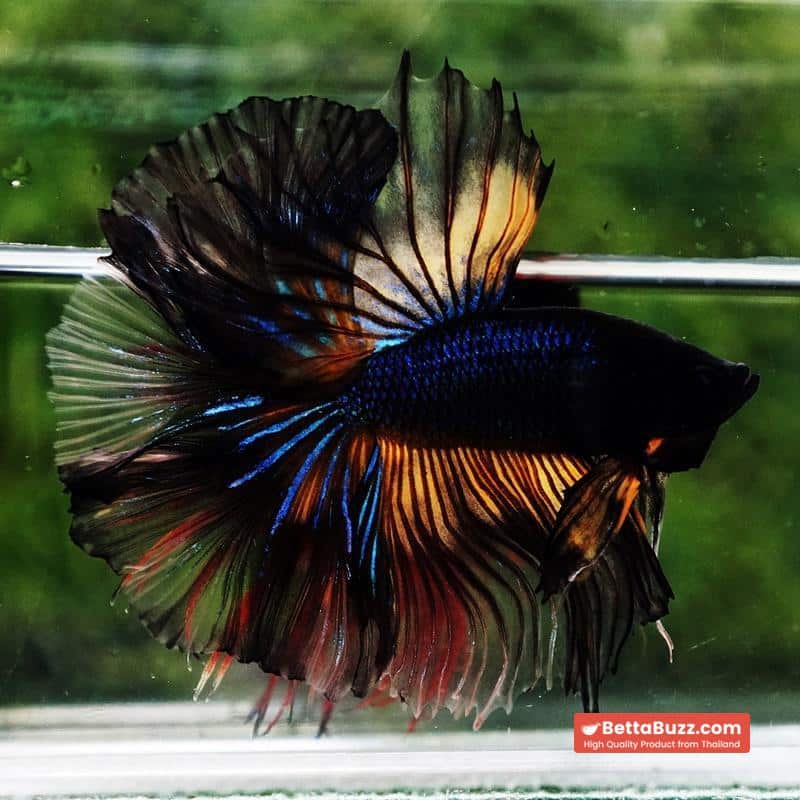 Betta fish Black Pumpkin Mustard Gas Sky Hawk OHM - Image 5