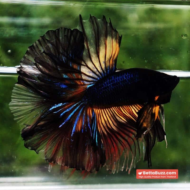 Betta fish Black Pumpkin Mustard Gas Sky Hawk OHM - Image 6