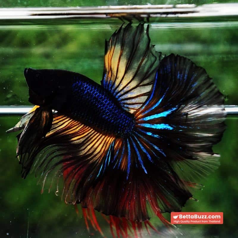 Betta fish Black Pumpkin Mustard Gas Sky Hawk OHM - Image 4