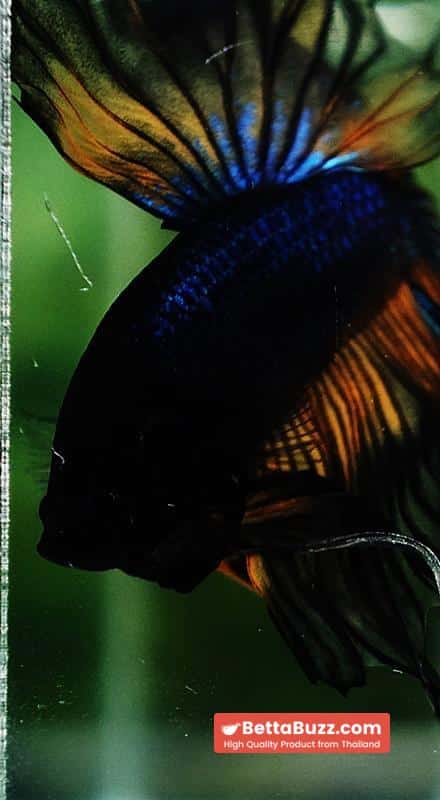 Betta fish Black Pumpkin Mustard Gas Sky Hawk OHM - Image 7