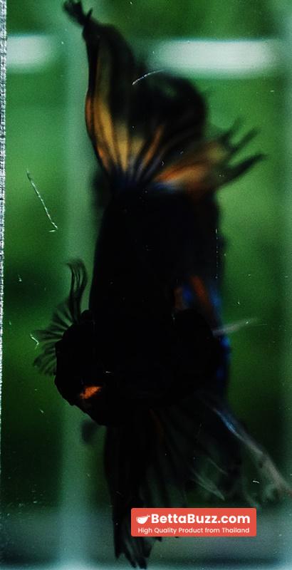 Betta fish Black Pumpkin Mustard Gas Sky Hawk OHM - Image 8