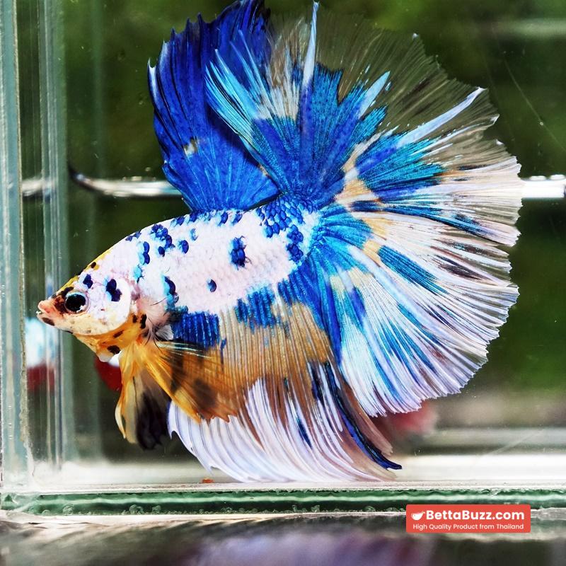 Betta fish Prince of Yellow Blue Dot Marble OHM (Large Size) - Image 4