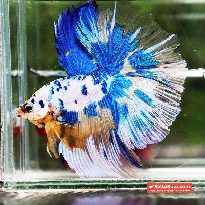 Betta fish Prince of Yellow Blue Dot Marble OHM (Large Size) - Image 5