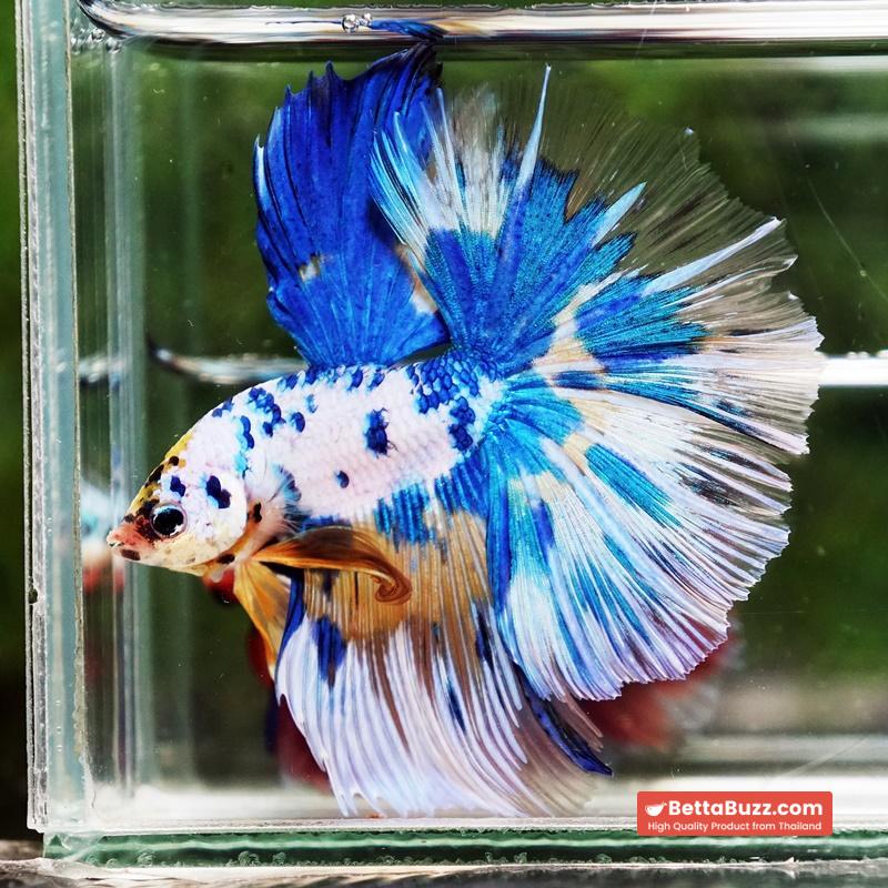 Betta fish Prince of Yellow Blue Dot Marble OHM (Large Size) - Image 2