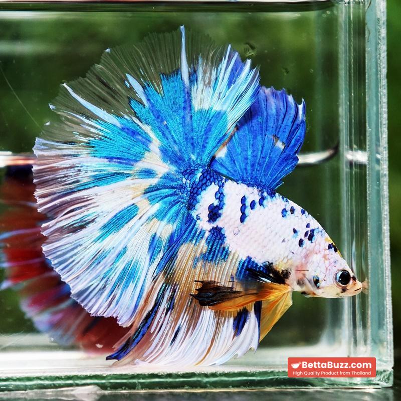 Betta fish Prince of Yellow Blue Dot Marble OHM (Large Size) - Image 6