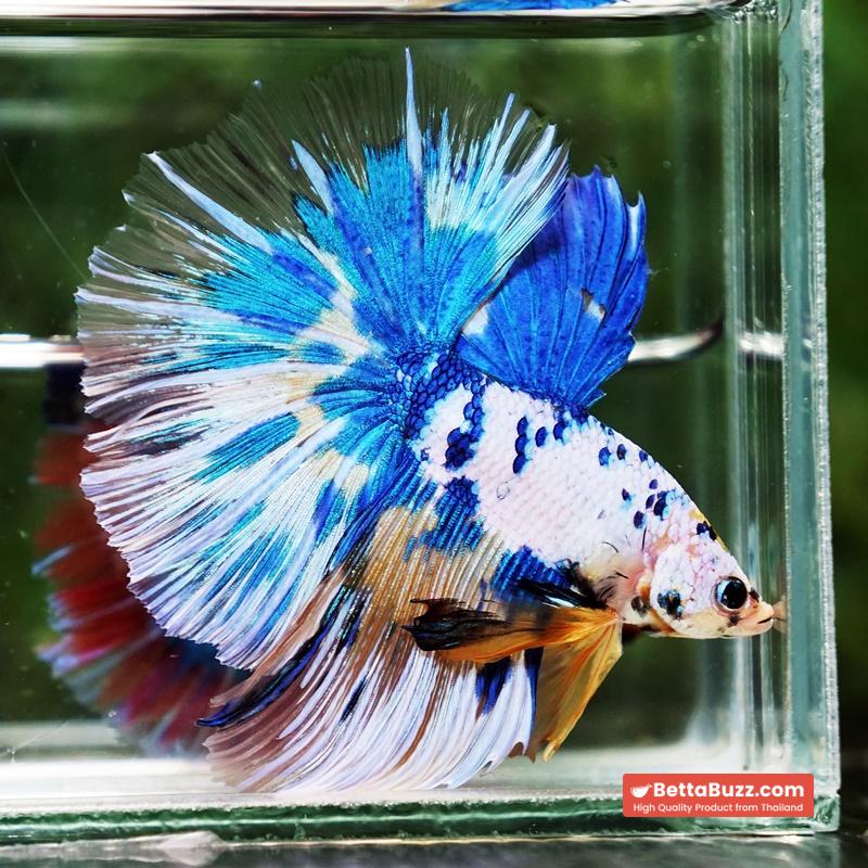 Betta fish Prince of Yellow Blue Dot Marble OHM (Large Size) - Image 3