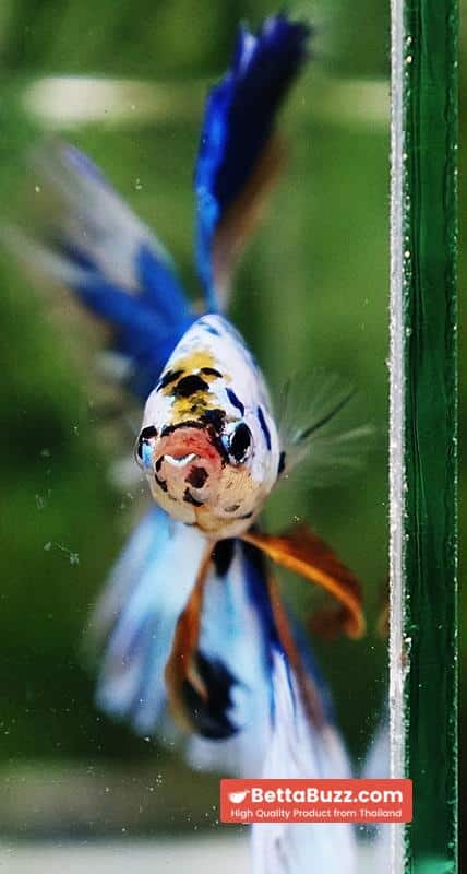 Betta fish Prince of Yellow Blue Dot Marble OHM (Large Size) - Image 7