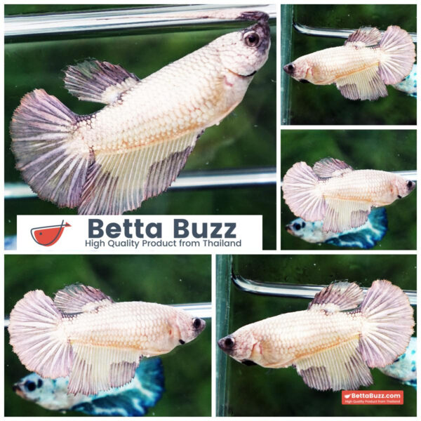 Betta fish Female HM Yellow Copper