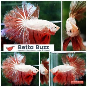 Betta Fish Armageddon Mateor Platinum Dragon OHM