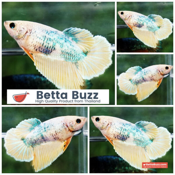 Betta fish Female Yellow Green Grizzle (HM)