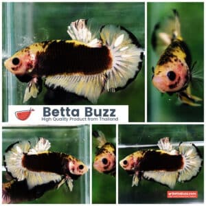 Betta fish Yellow Warrior Star (OHMPK)