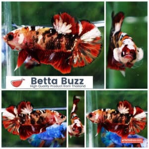 Betta fish Tiger Red Copper Koi HMPK