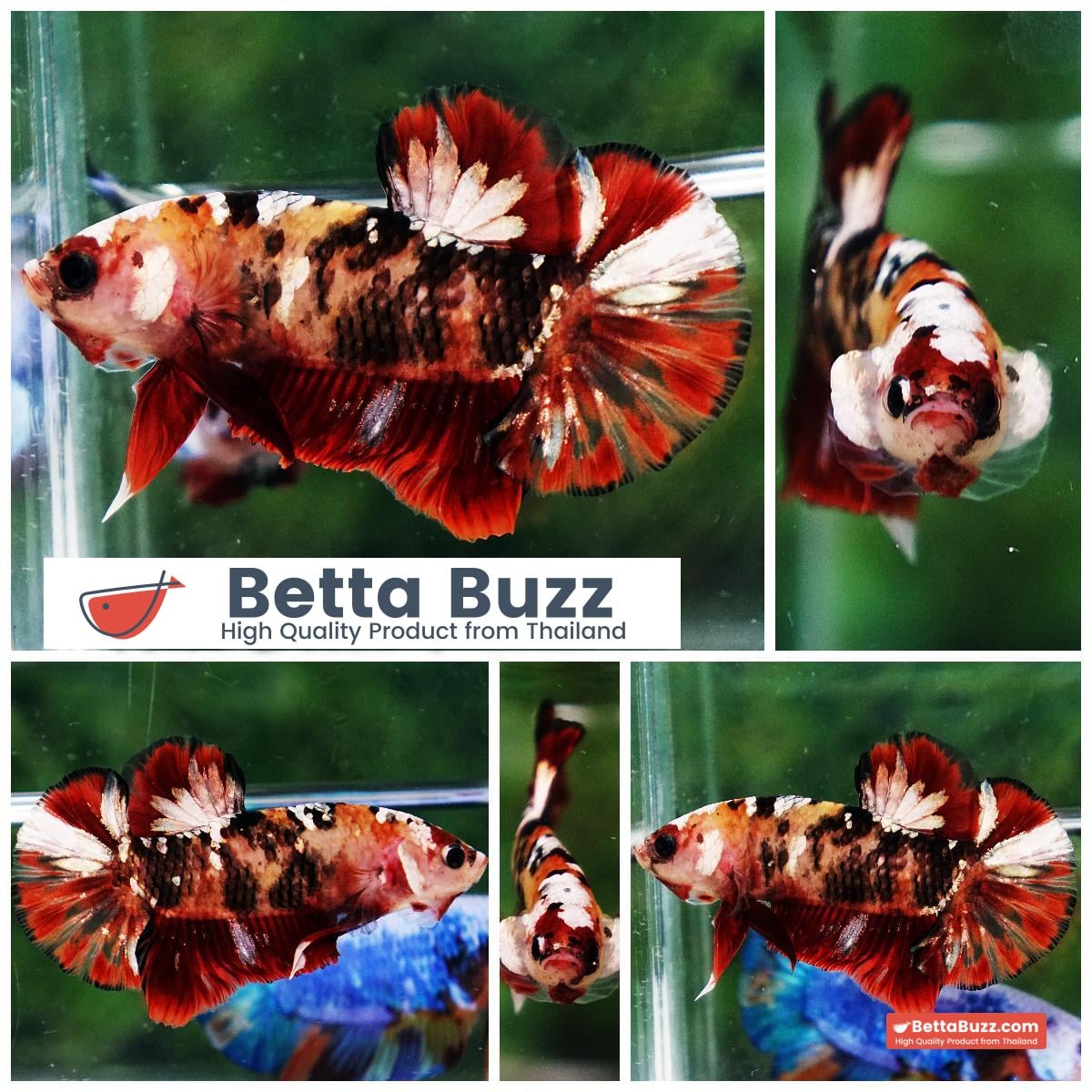 Betta fish Tiger Red Copper Koi HMPK