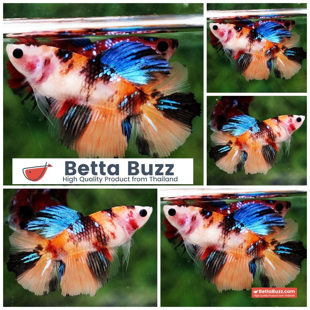 Betta fish Female Emerald Nemo Koi HM