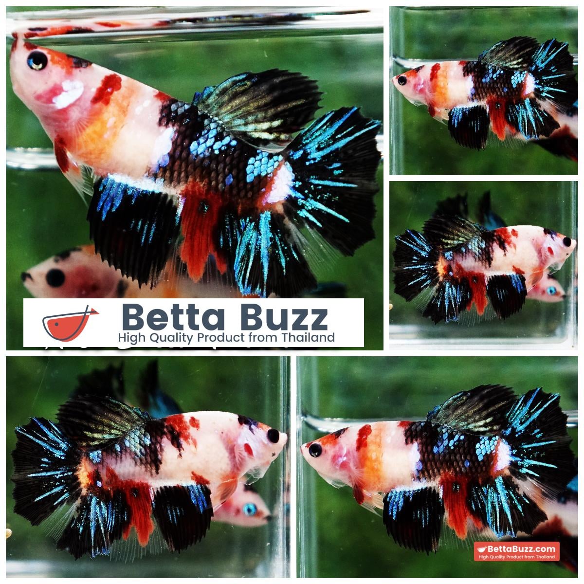 Betta fish Queen Black Emerald Nemo HM