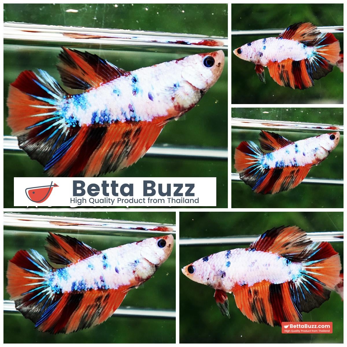 Betta fish Female Fancy Nemo HM