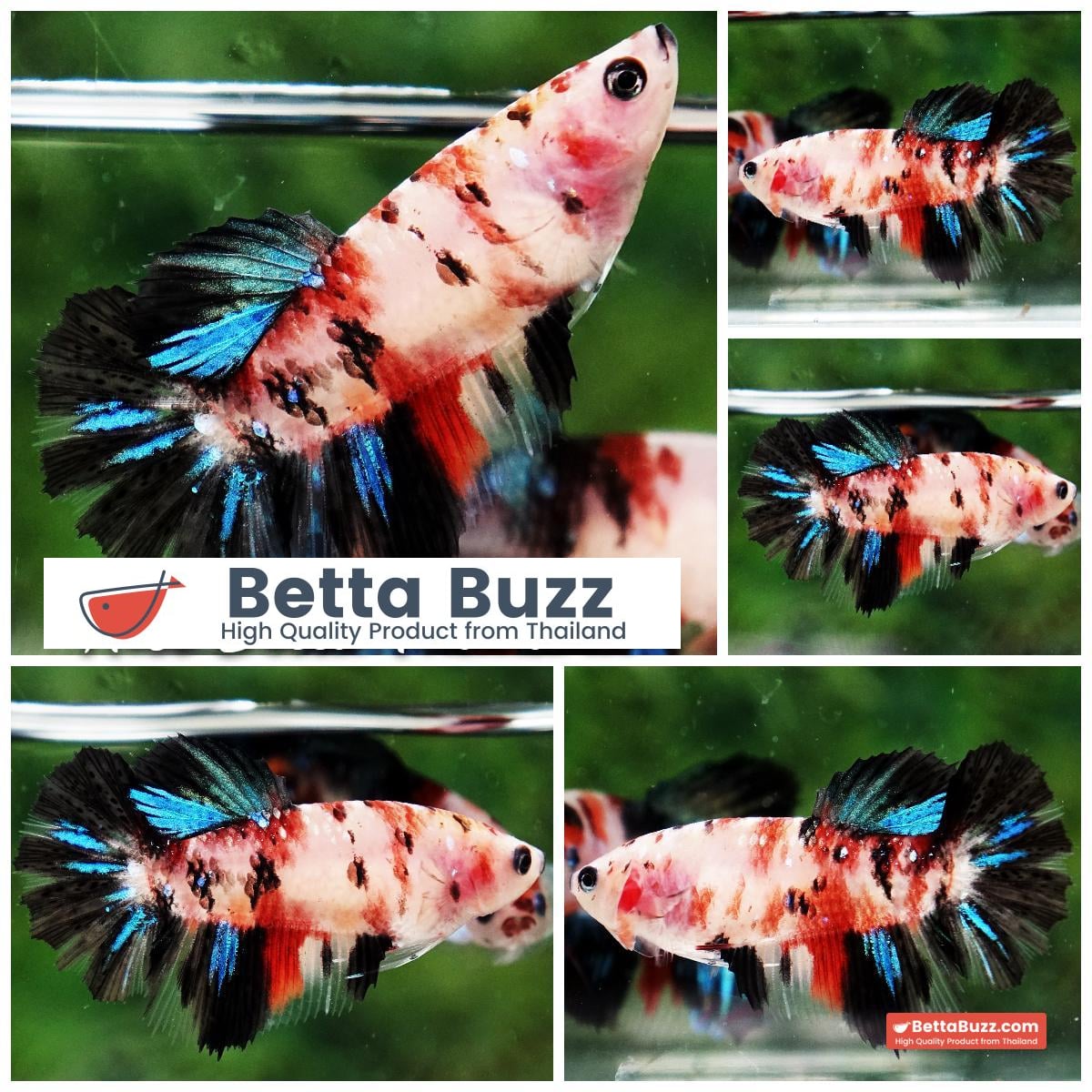 Betta fish Female Blue Black Koi Gordon HM