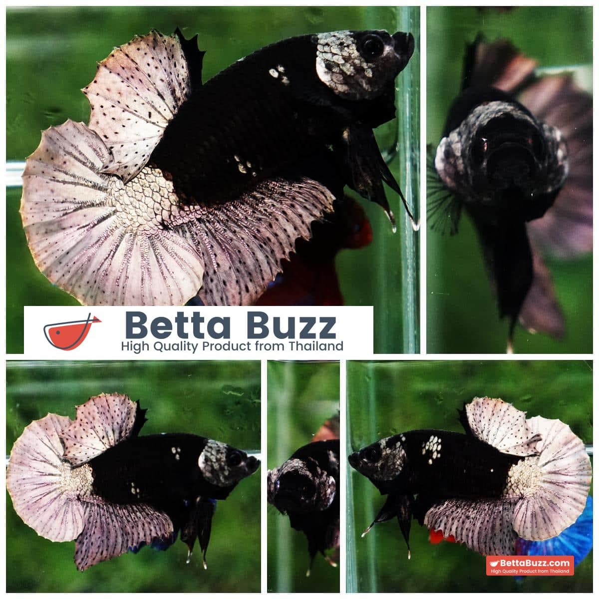 Betta fish Black Hole Copper Warrior HMPK