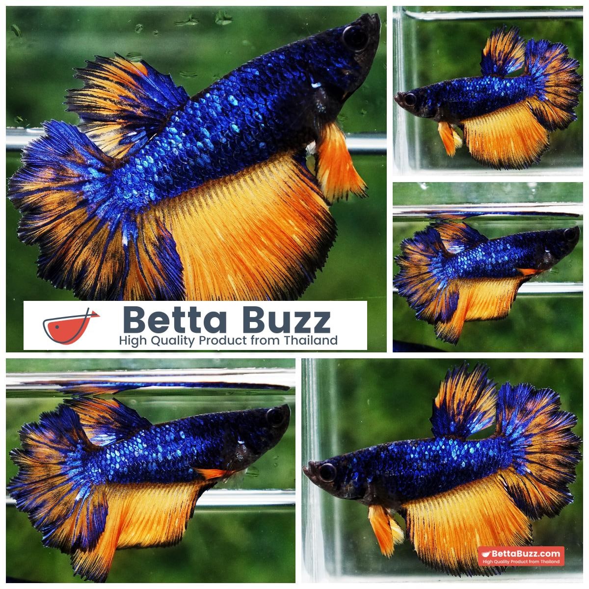 Betta fish Blue Dragon mustard Rosetail HM