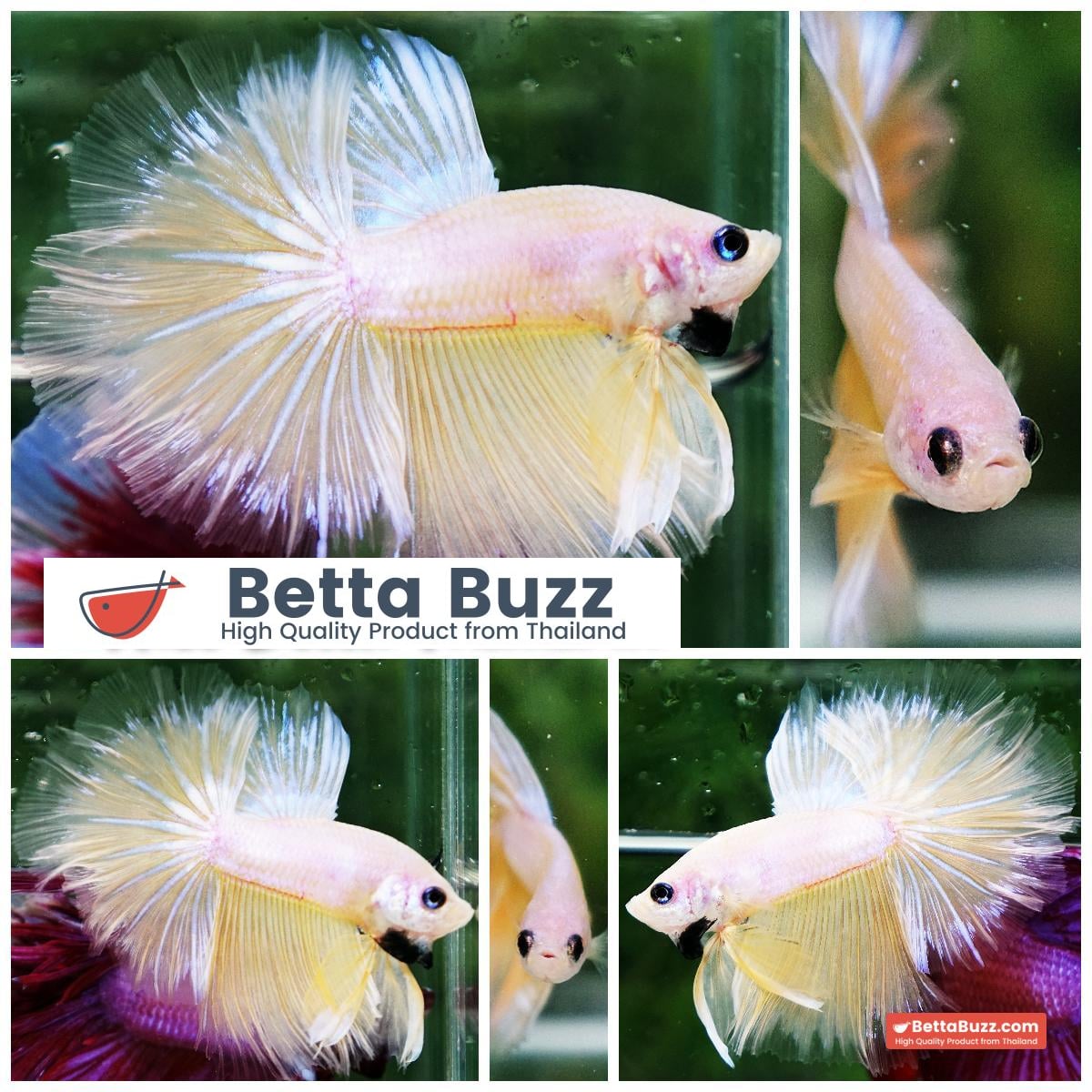 Betta fish Moon Dancer Star HM