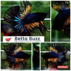 Betta fish Black Pumpkin Mustard Gas Sky Hawk OHM