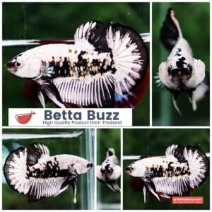 Betta fish Samurai Dragon HMPK