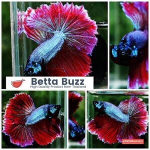 Betta fish Purple Royal Lavender Hawk Feather tail HM
