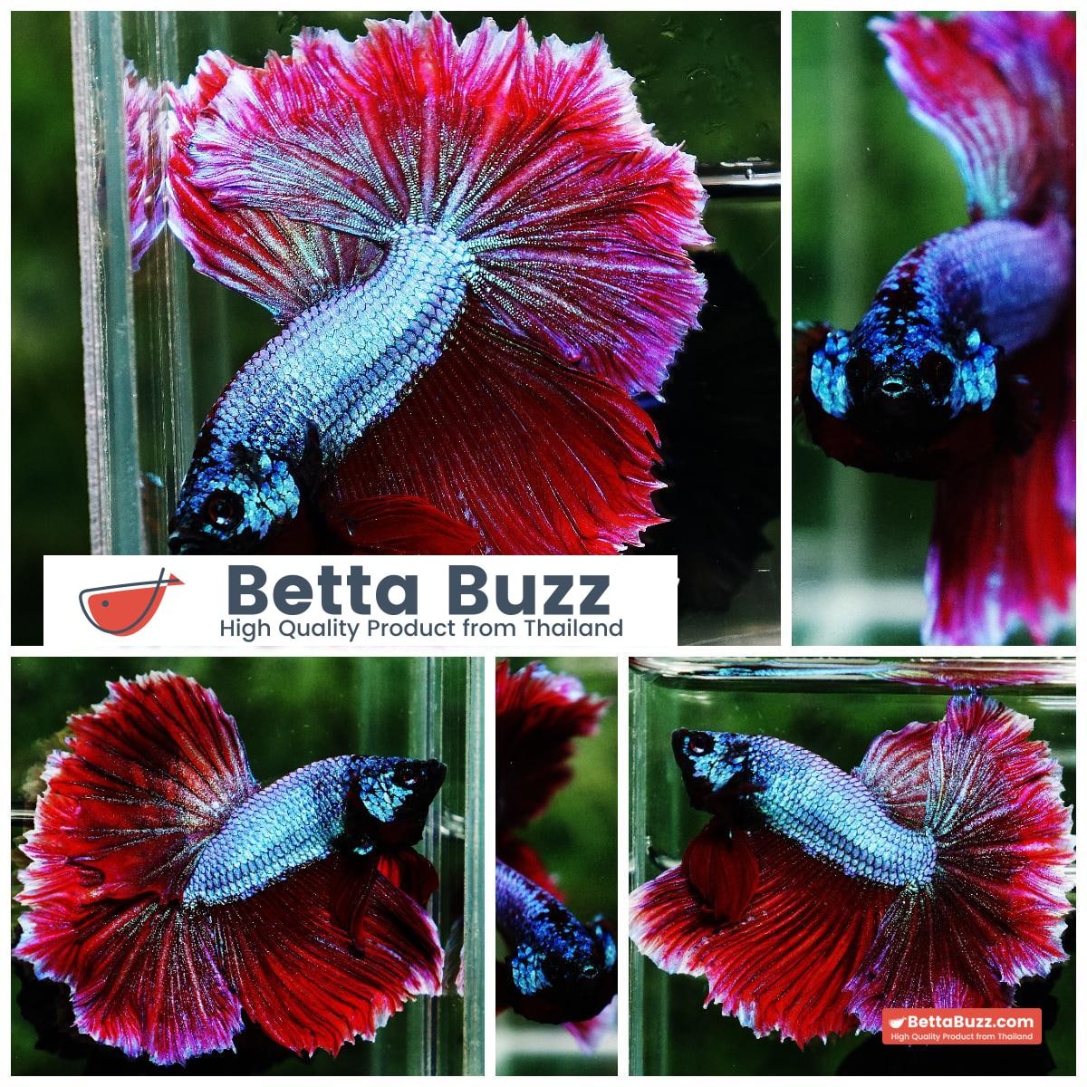Betta fish Purple Royal Lavender Hawk Feather tail HM