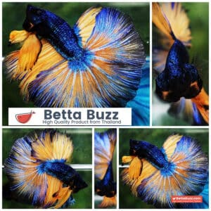 Betta fish Prince of Blue Mustard Gas OHM