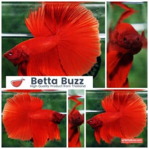 Betta fish Deep Super Red HM