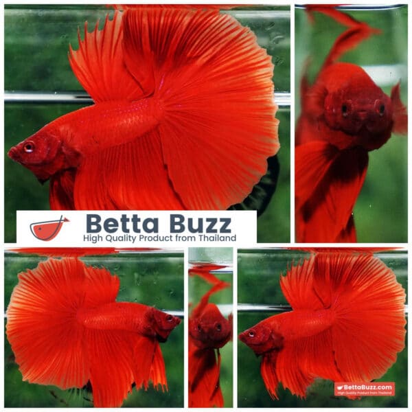 Betta fish Deep Super Red HM