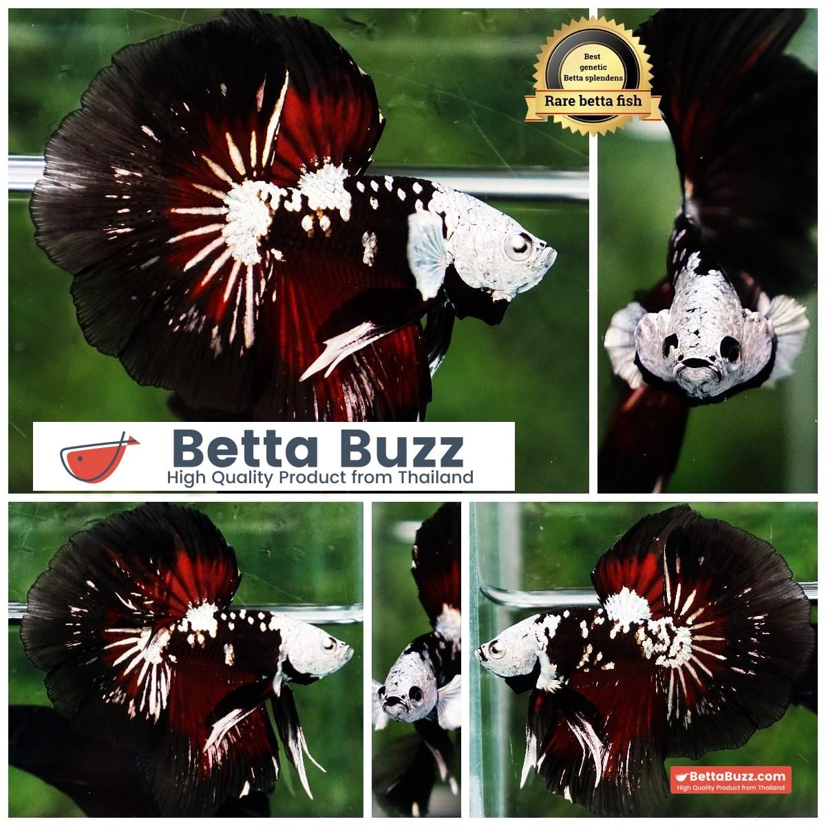 Betta fish Killer Shadow Vampire Black Star Samurai Helmet (Ultra Rare) HM