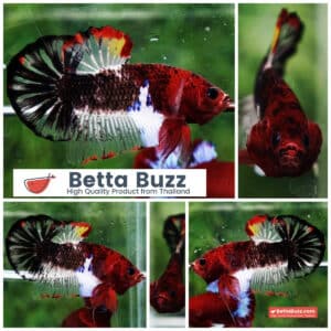 Betta fish Devil Warriors OHMPK