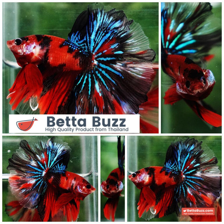 Betta fish Red Tiger Koi Star tail OHM