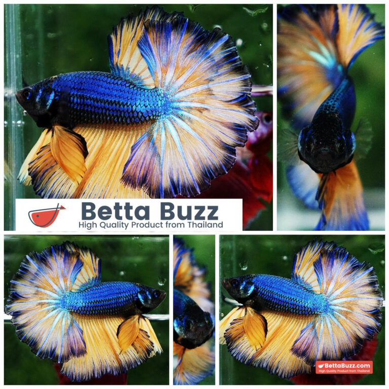 Betta fish Blue Dragon Mustard Gas Rosetail OHM