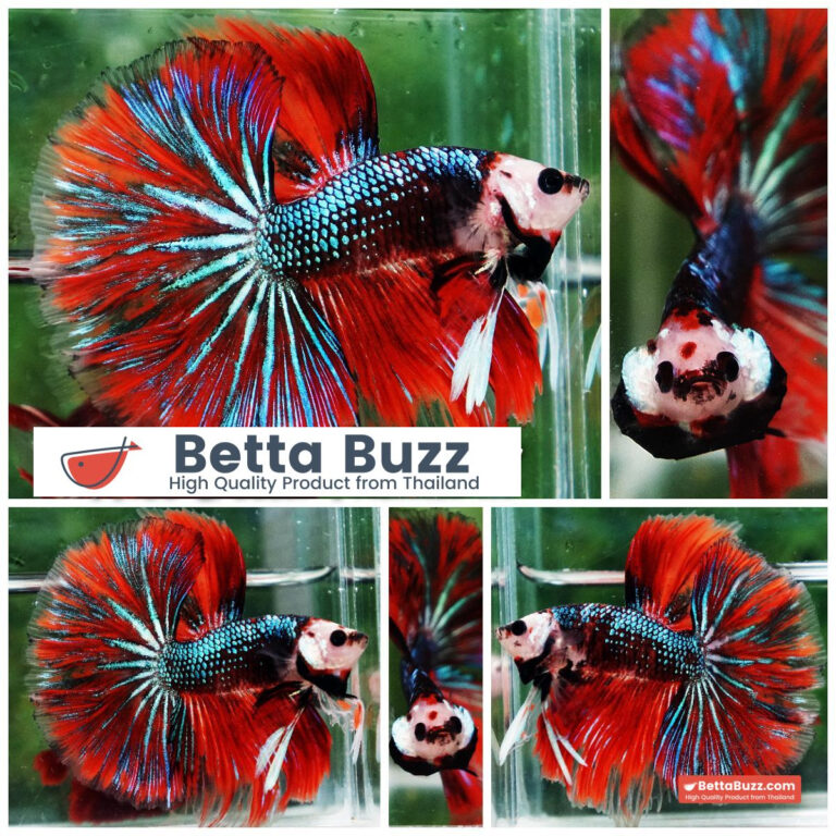 Betta fish Monkey face Red Devil Star OHM