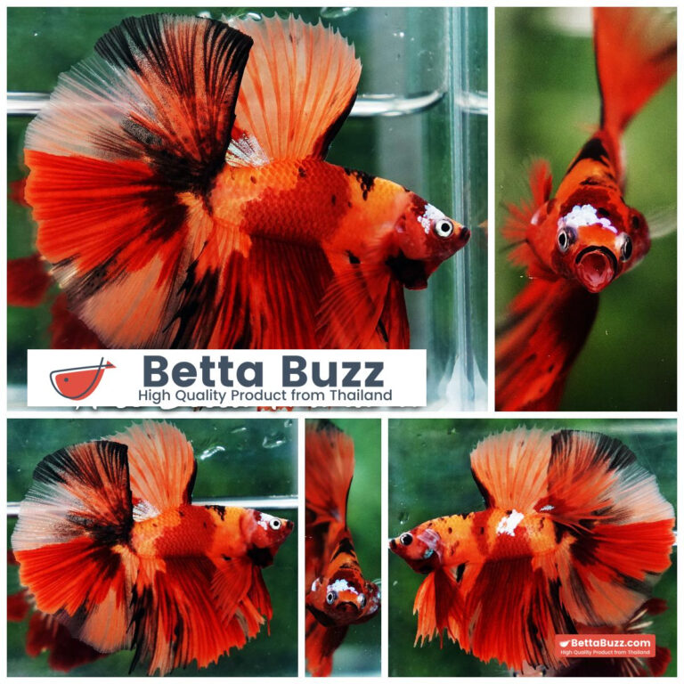 Betta fish Tiger Nemo on Fire Sky Hawk OHM