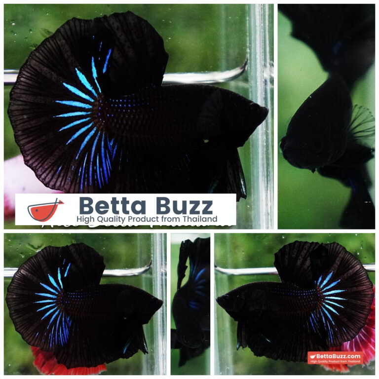 Betta fish Super Black Light Hawk OHM