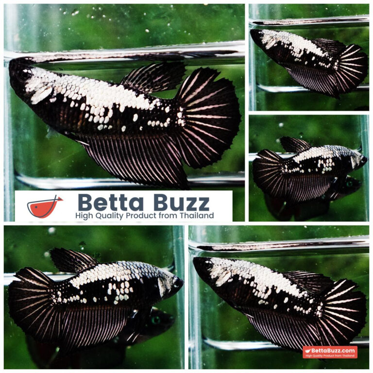 Betta fish Female Shadow Black Samurai HM