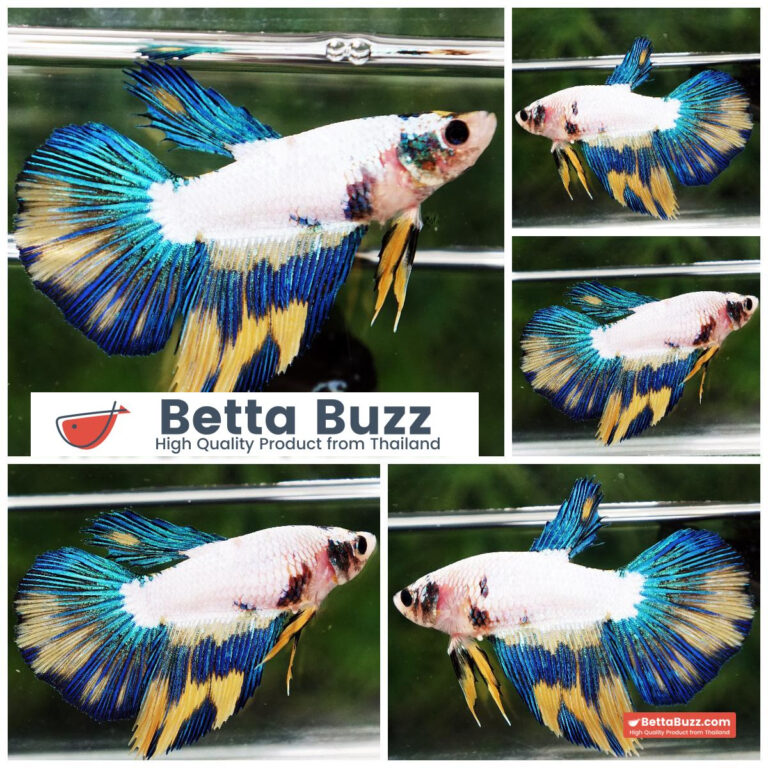 Betta fish Female Fancy Yellow Blue Banabie HM