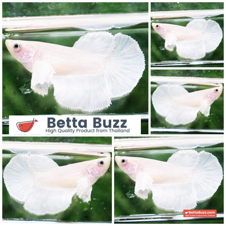 Betta fish Female Prince of White Dumbo HM