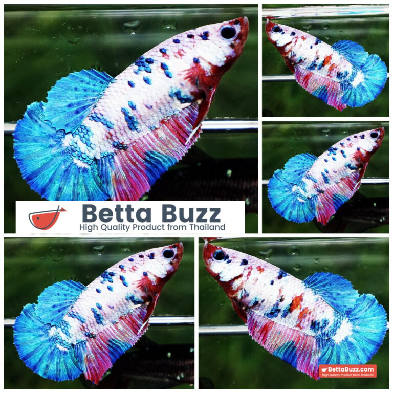 Betta fish Fancy Magical Pink Blue Marble HMPK