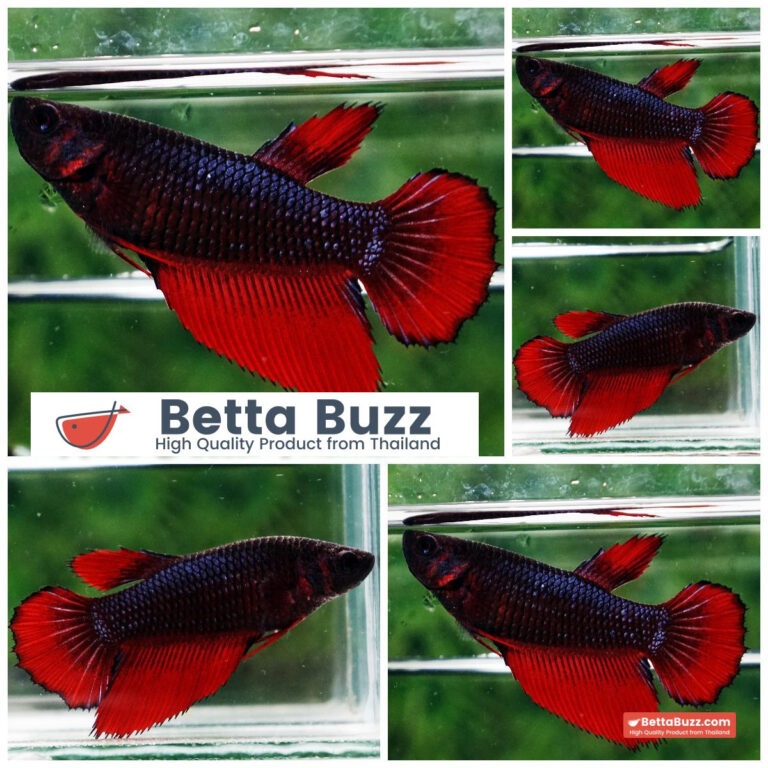 Betta fish Female Black Hell Girl HM