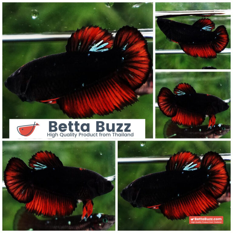 Betta fish Female Black Hole Warriors HM