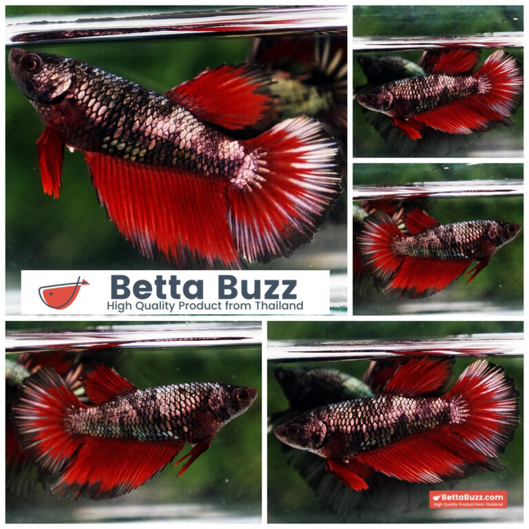 Betta fish Female Hell Girl Avatar HM