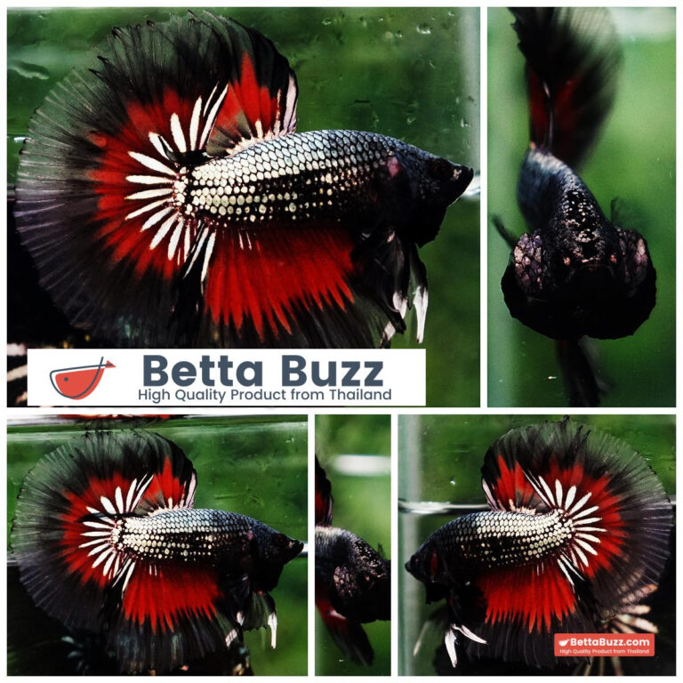 Betta fish Hell Copper Butterfly OHM