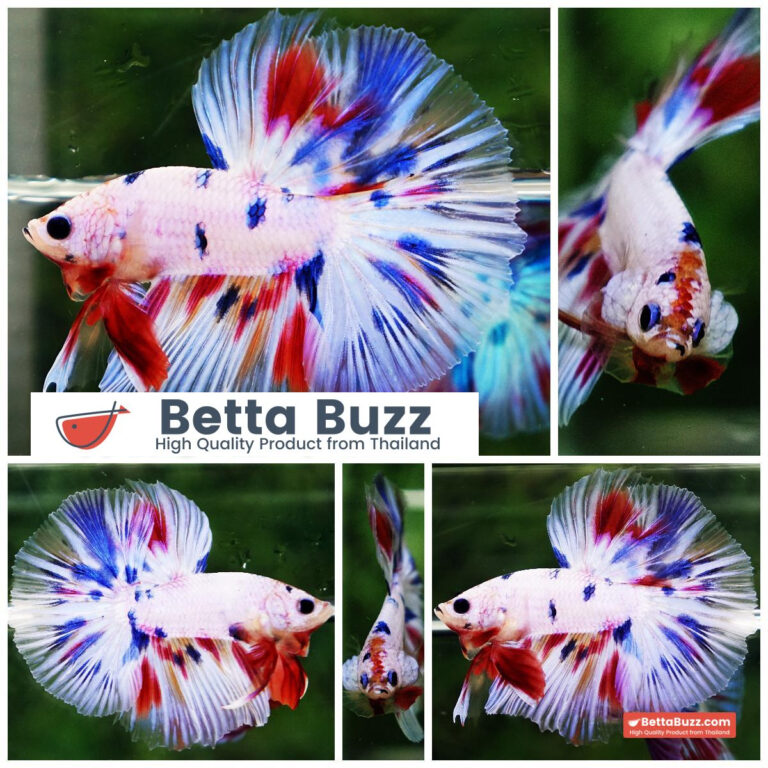 Betta fish Prince Fancy Rainbow Hawk OHM