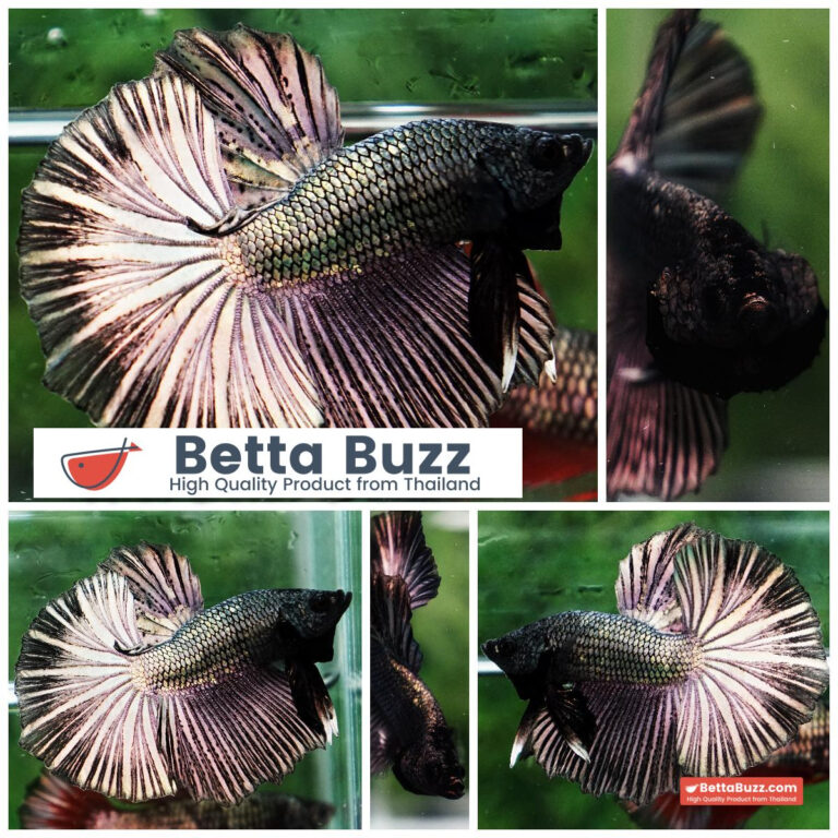 Betta fish Copper Gold Classic OHM